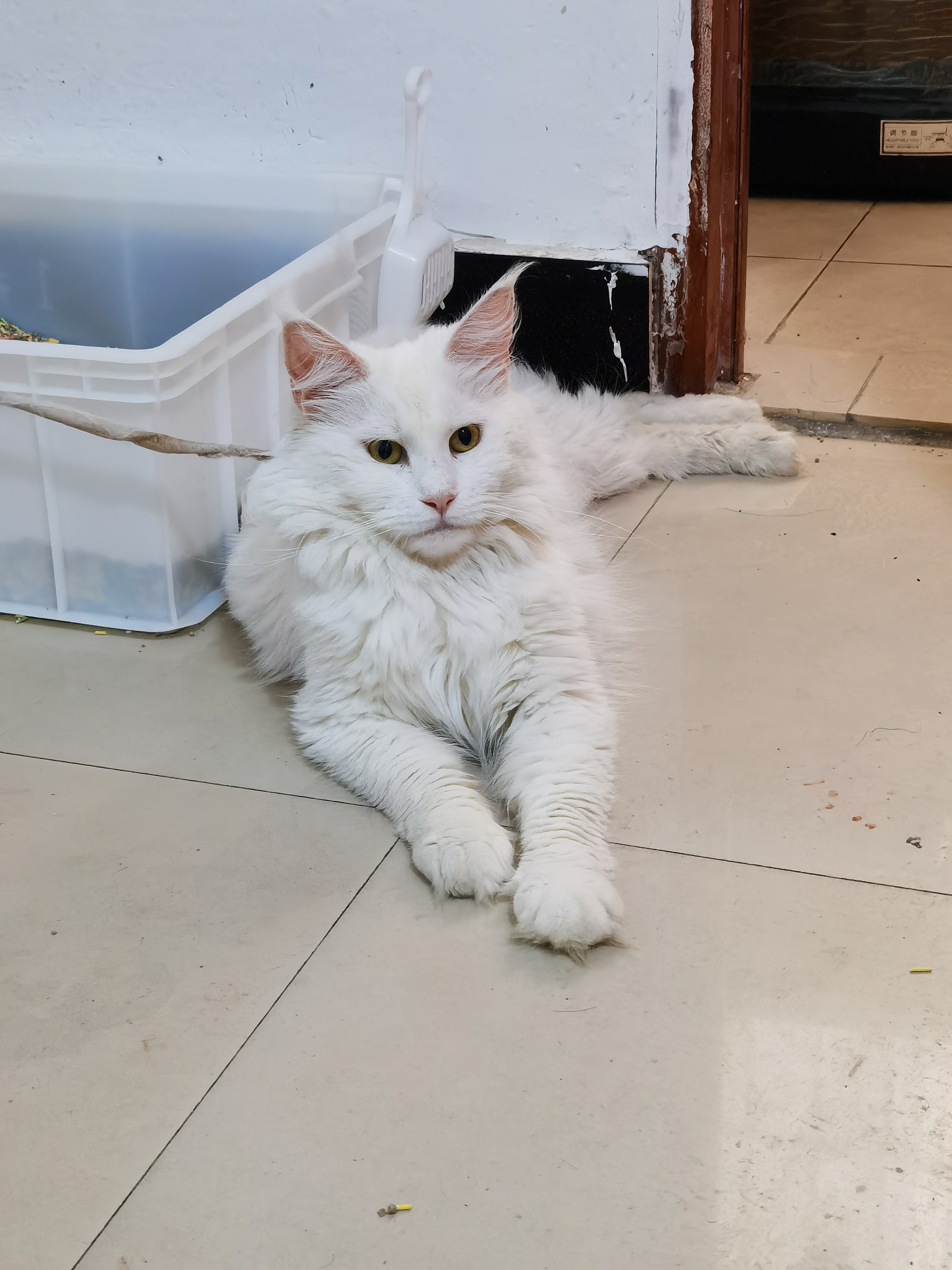 纯白缅因猫